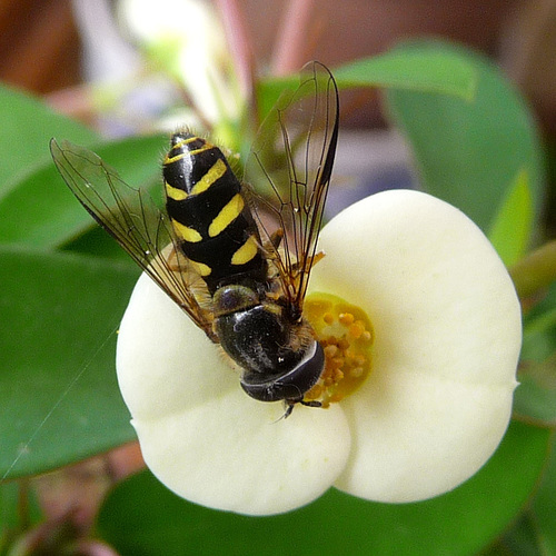 Stripe-backed Brusheye