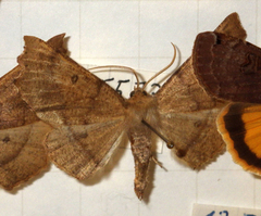 Odontopera bidentata