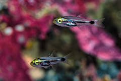 Cheilodipterus macrodon