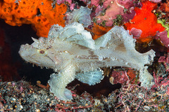 Taenianotus triacanthus