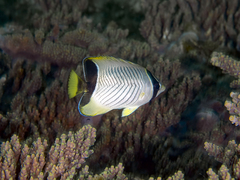 Chaetodon trifascialis