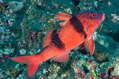 Doublebar Goatfish photo 3