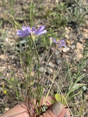 Galatella angustissima