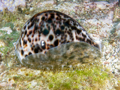 Cypraea tigris