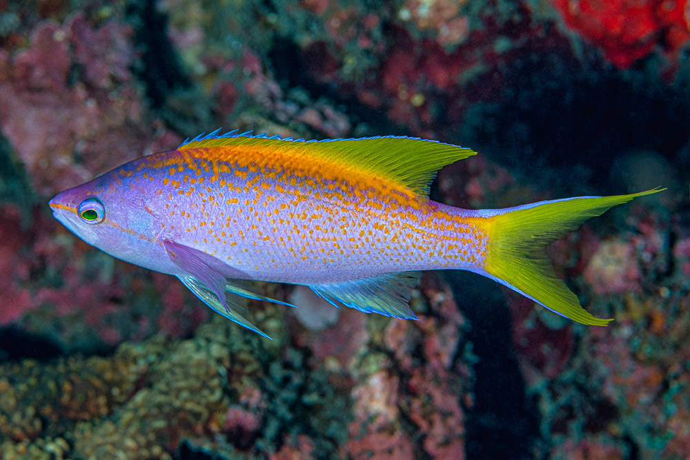 Purple Wreckfish
