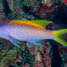 Yellowback Anthias - Photo (c) François Libert, some rights reserved (CC BY-NC-SA), uploaded by François Libert