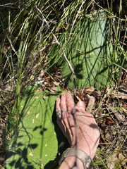 Haemanthus sanguineus