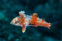 Vermiculate Wrasse photo 3