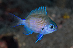 Stout Chromis photo 5