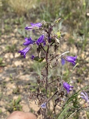 Campanula sibirica