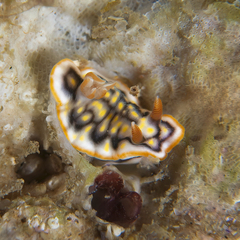 Hypselodoris jacksoni