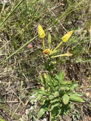 Oenothera