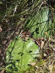 Haemanthus sanguineus