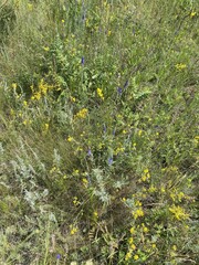 Oenothera