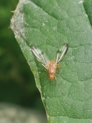 Tephritoidea