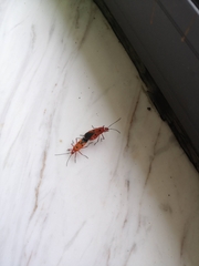 Dysdercus cingulatus