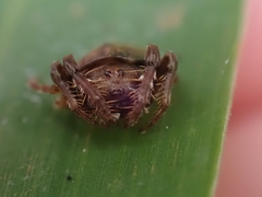 Arkys speechleyi