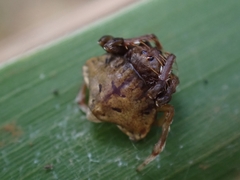 Arkys speechleyi