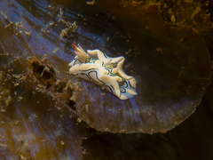 Sagaminopteron psychedelicum