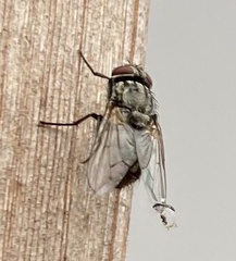 Musca autumnalis