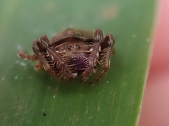 Arkys speechleyi
