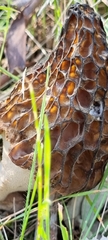 Morchella