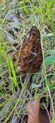 Morchella