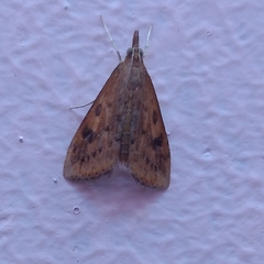 Udea ferrugalis
