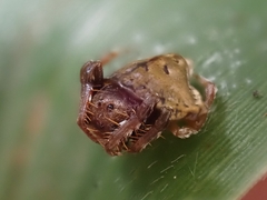 Arkys speechleyi