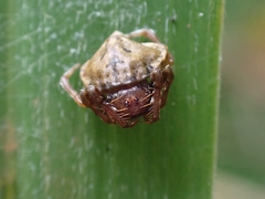Arkys speechleyi