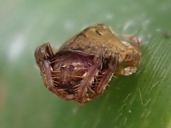 Arkys speechleyi