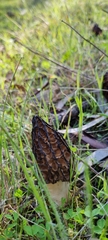 Morchella