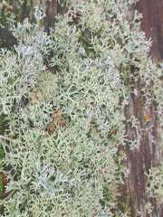 Cladonia arbuscula