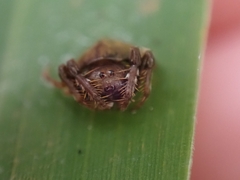 Arkys speechleyi
