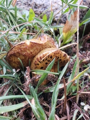 Suillus