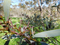 Acacia