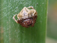 Arkys speechleyi