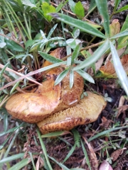 Suillus