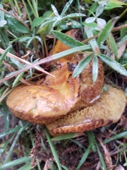 Suillus
