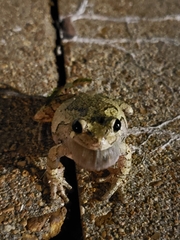 Hyla versicolor