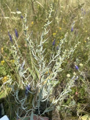 Artemisia dracunculus glauca