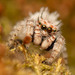 Sheepy Jumping Spider - Photo (c) Rudolph Steenkamp, some rights reserved (CC BY-NC), uploaded by Rudolph Steenkamp