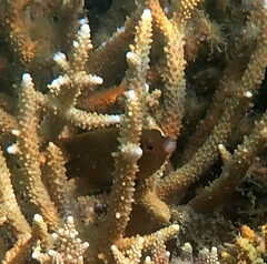 Cheiloprion labiatus