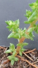 Crassula