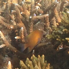 Cheiloprion labiatus