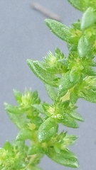 Crassula