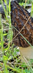 Morchella