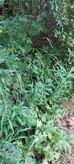 Brachypodium sylvaticum