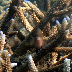 Cheiloprion labiatus