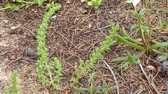 Crassula